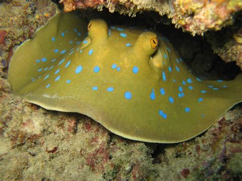 do stingrays eat octopus|Unveiling the Diet of Stingrays: What They Love to .